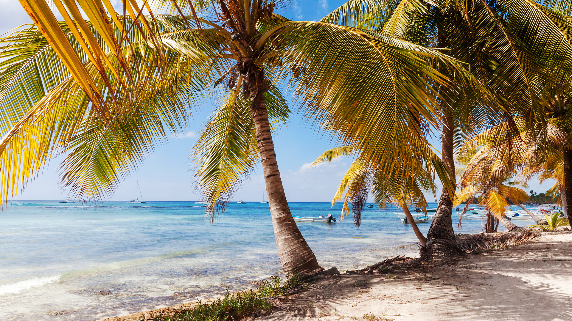 tropical-paradise-in-dominican-republic-palm-tree-2023-11-27-05-08-40-utc